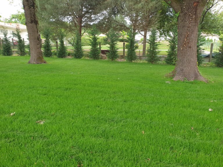 pelouse jardin